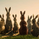 The rabbits search for a new home.